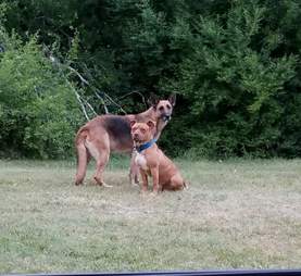 Homeless German shepherd and pit bull coaxed out of woods by rescuer in Fort Worth