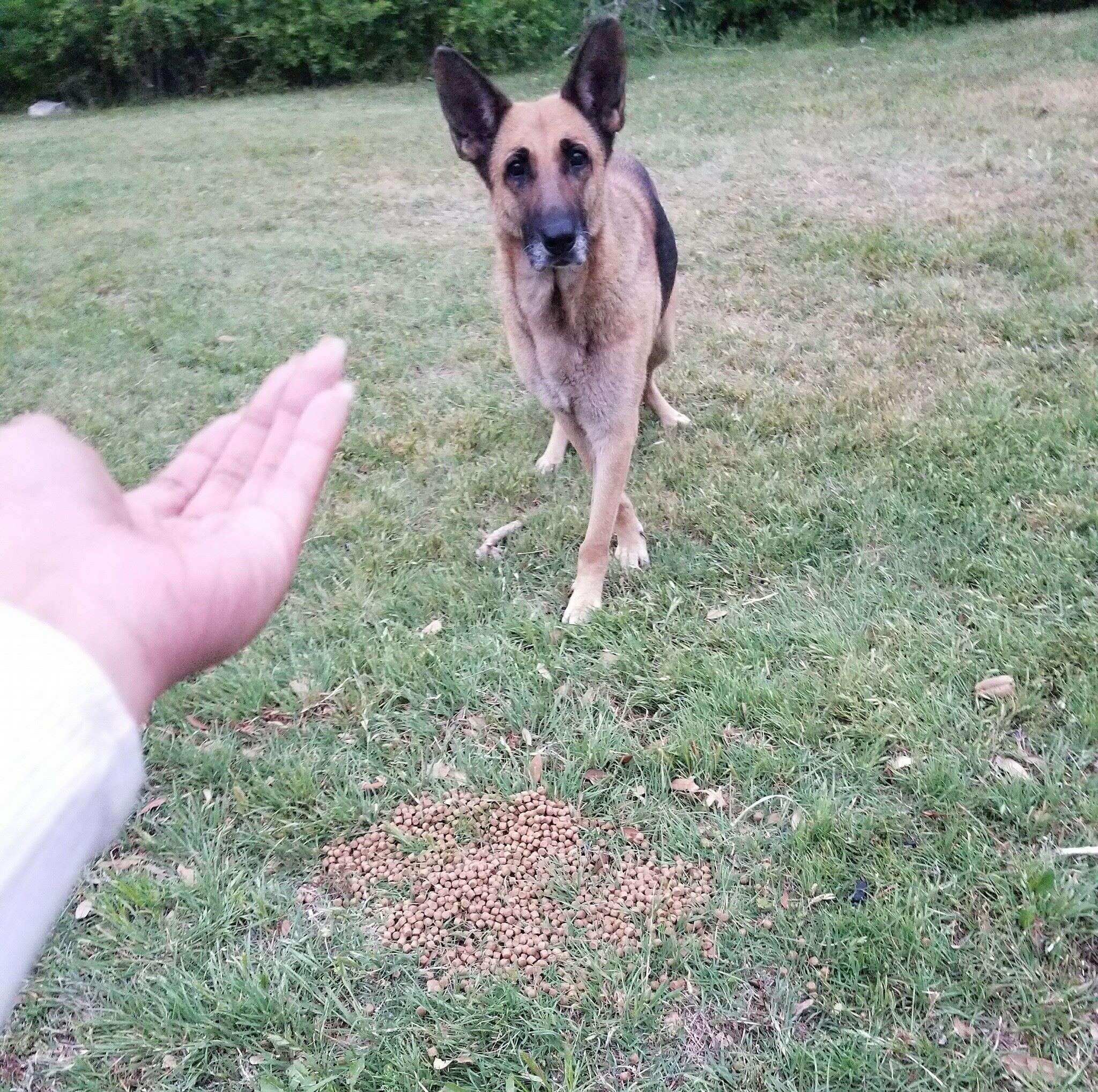 Homeless German Shepherd coaxed out of woods by rescuer in Fort Worth
