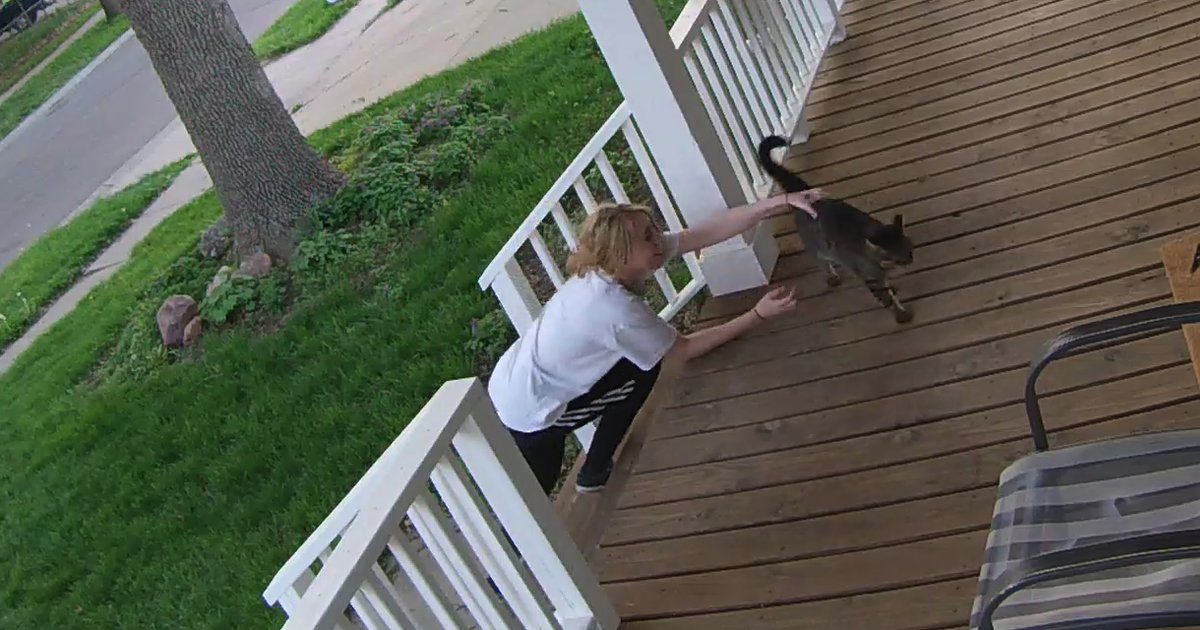 Video Shows Cat Narrowly Escaping Being Kidnapped Off Owner's Porch