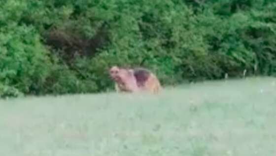 German shepherd living in woods in Fort Worth, Texas