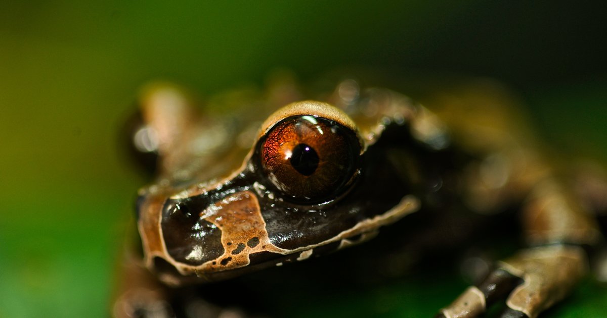Global Amphibian Crisis Sparks Call for a Halt to Pet Trade - Seeker