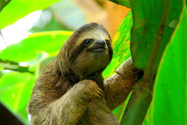 a sloth in a tree