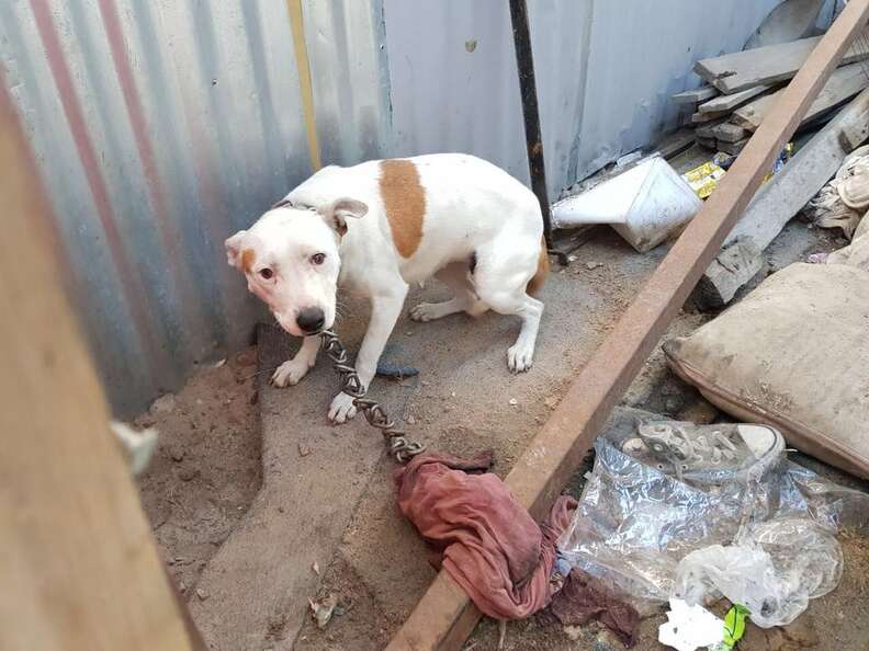Chained dog cowering behind a shack