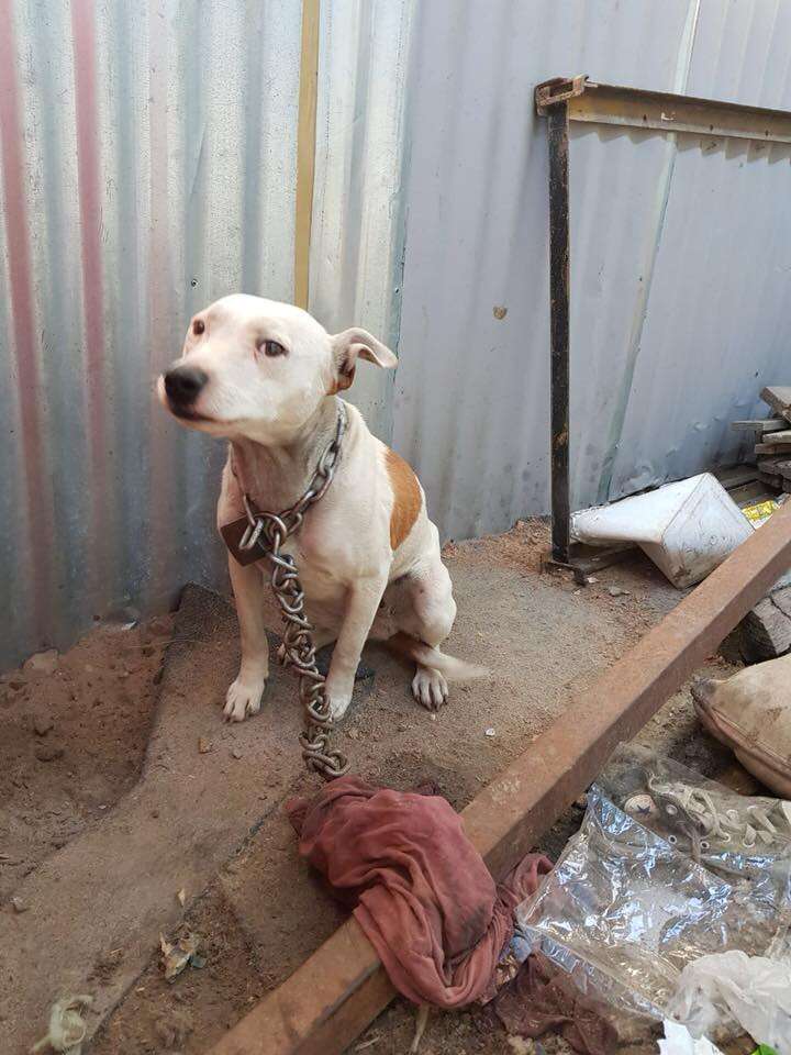 Dog Freed From Heavy Chain After Two Months In The Hot Sun - The Dodo