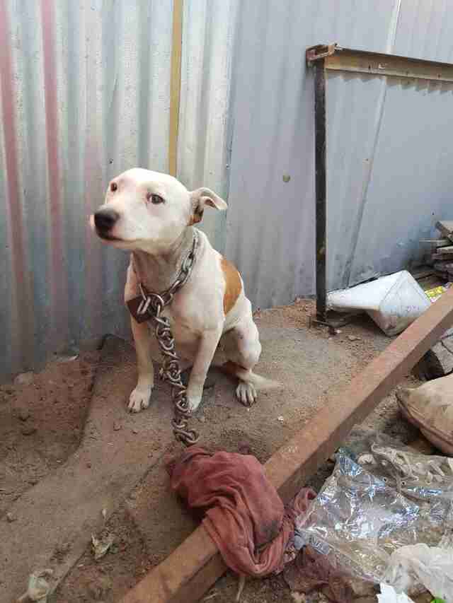 Dog cowering in corner