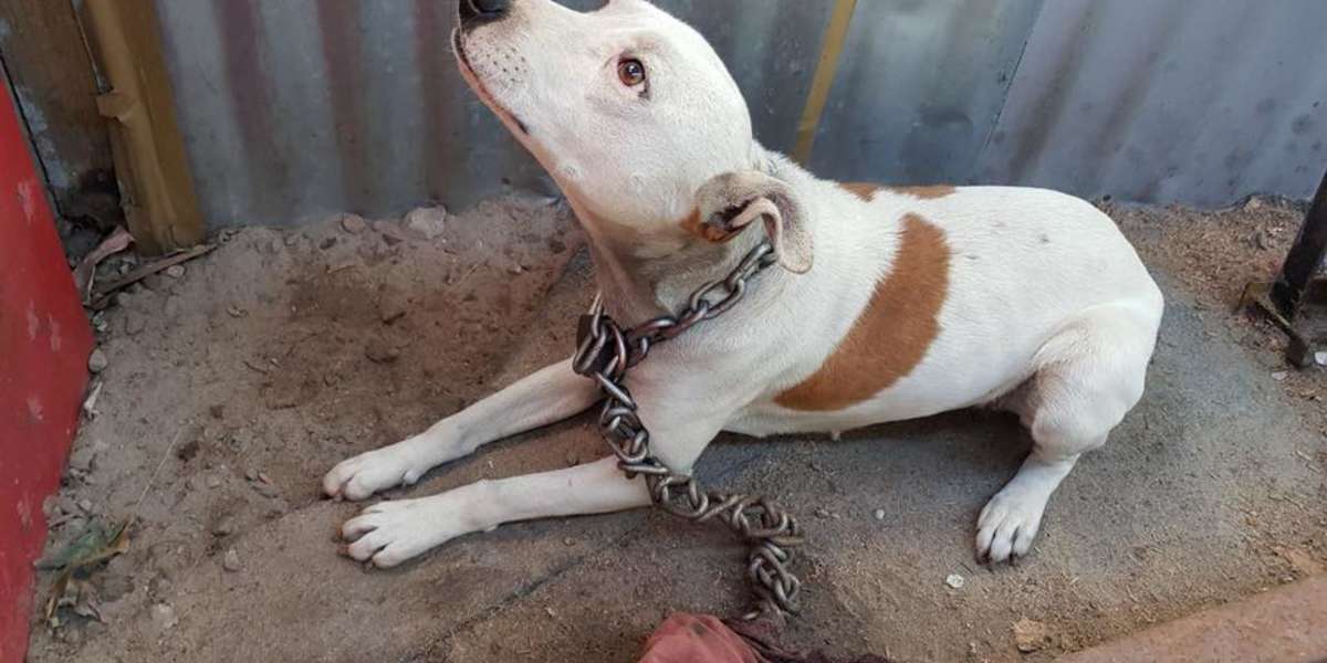 Dog Freed From Heavy Chain After Two Months In The Hot Sun - The Dodo