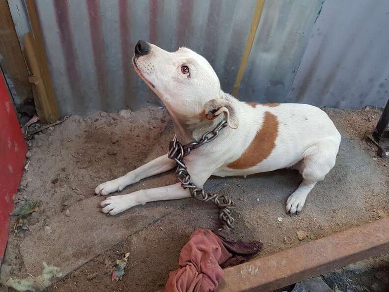 Dog Freed From Heavy Chain After Two Months In The Hot Sun - The Dodo