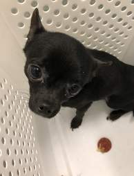 Chihuahua found in Pennsylvania post office
