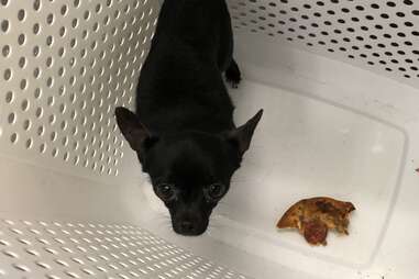 tiny black Chihuahua in laundry basket