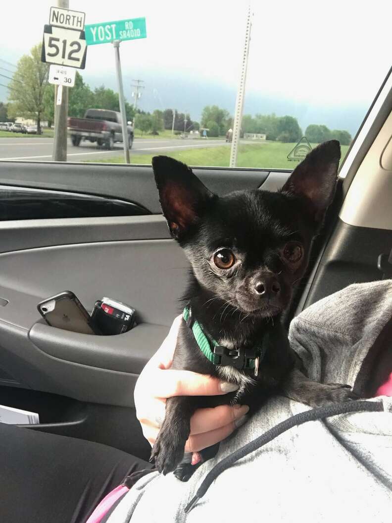 Batman the Chihuahua after his rescue