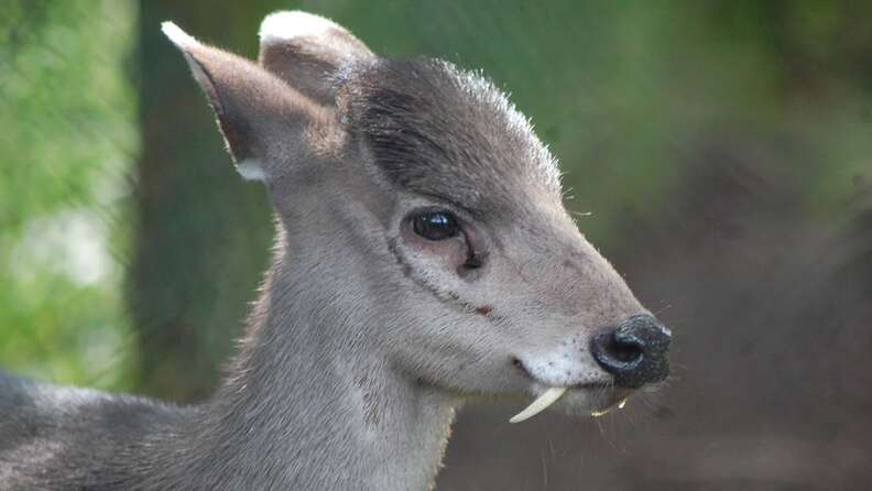 the vampire deer