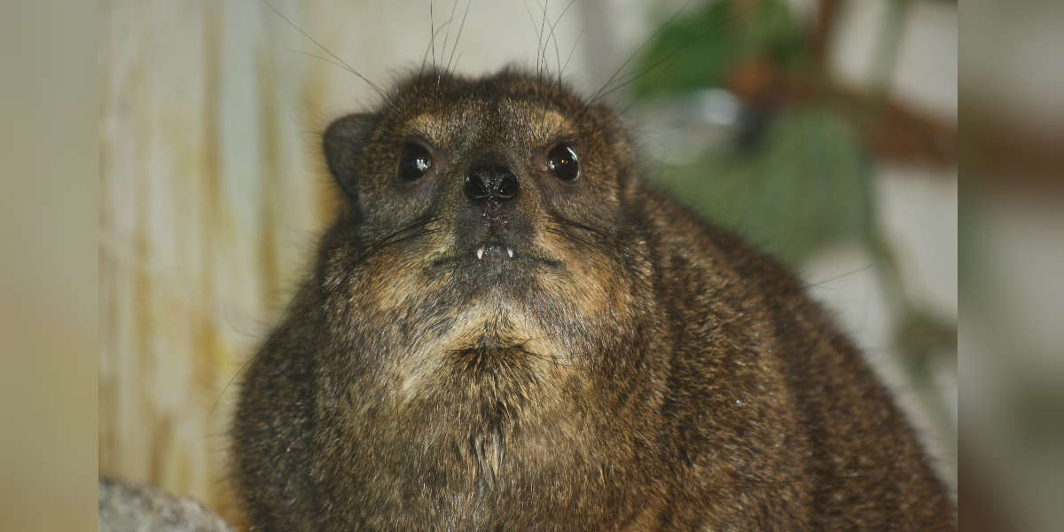 Meet The Rock Hyrax: An Elephant's Closest Relative - The Dodo
