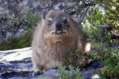 Rock hyrax or dassie shows its fangs