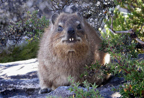 Meet The Rock Hyrax: An Elephant's Closest Relative - The Dodo