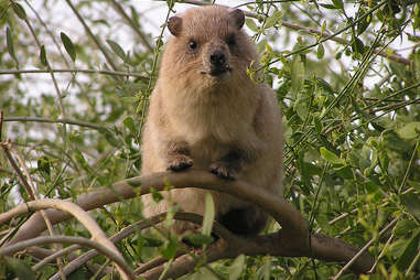 A rock hyrax in Israel