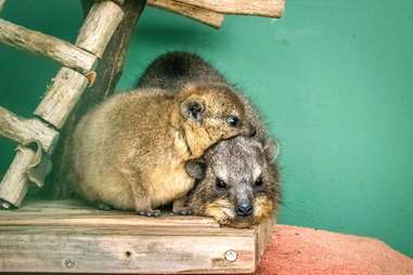 Rescued rock hyraxes snuggle together