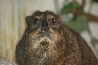 A Rock hyrax shows its tusk-like teeth