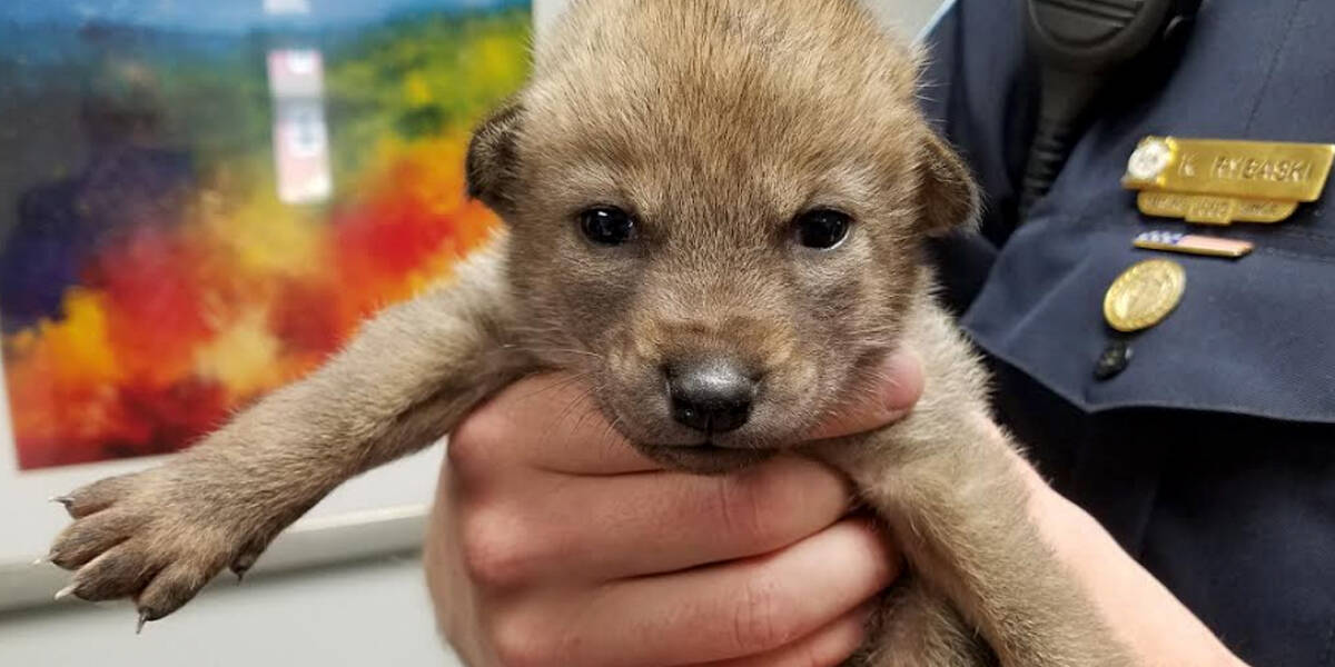 Puppy' Brought To Police Station Turns Out To Be A Baby Coyote - The Dodo