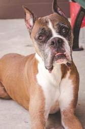 Boxer looking at camera