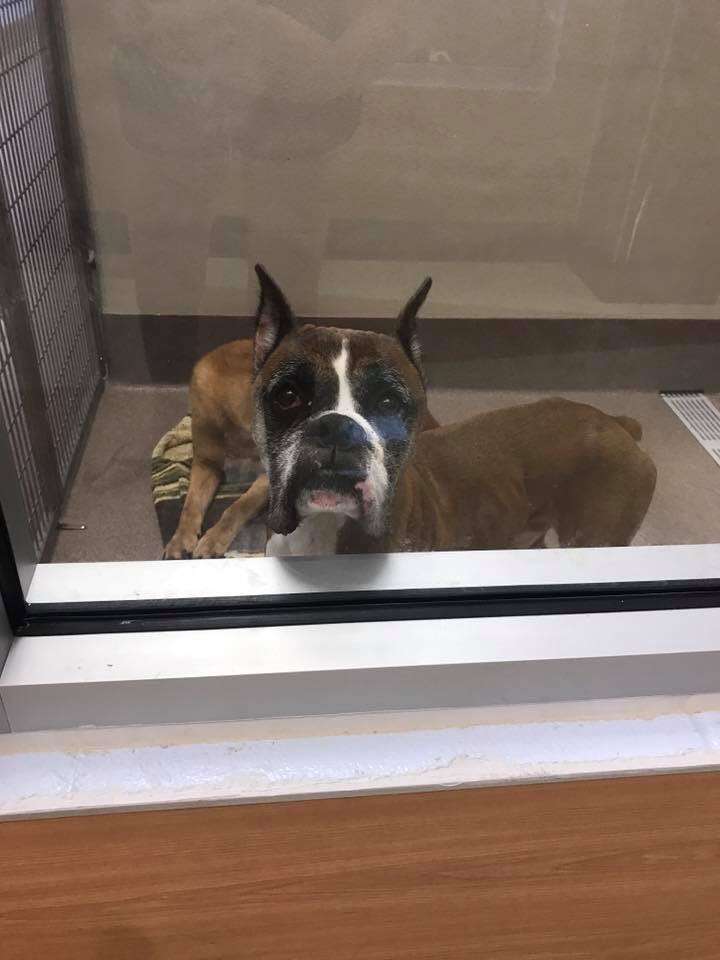 Boxer sitting in shelter kennel
