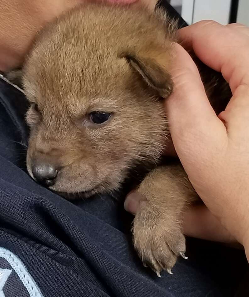 Coyote sales pup rescue