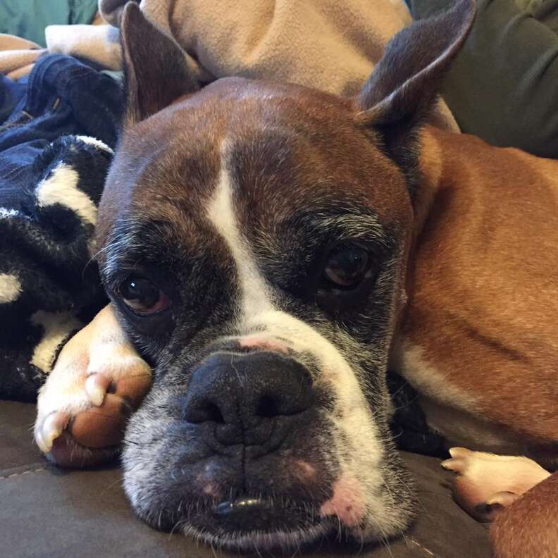 Grumpy-looking boxer lying on couch