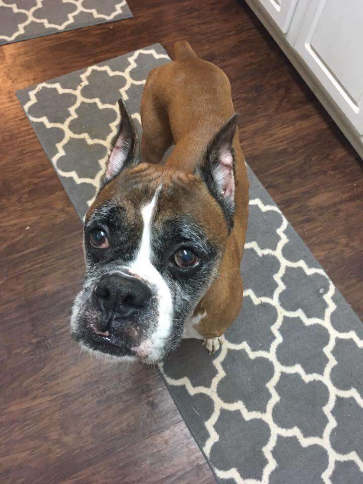 Sad looking boxer looking up at camera