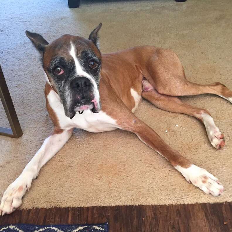 Skinny boxer lying on floor