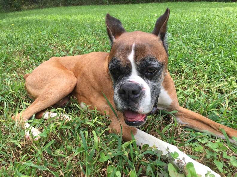 Skinny boxer lying in the grass