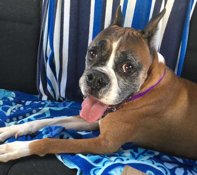 Smiling boxer dog in the back of a car