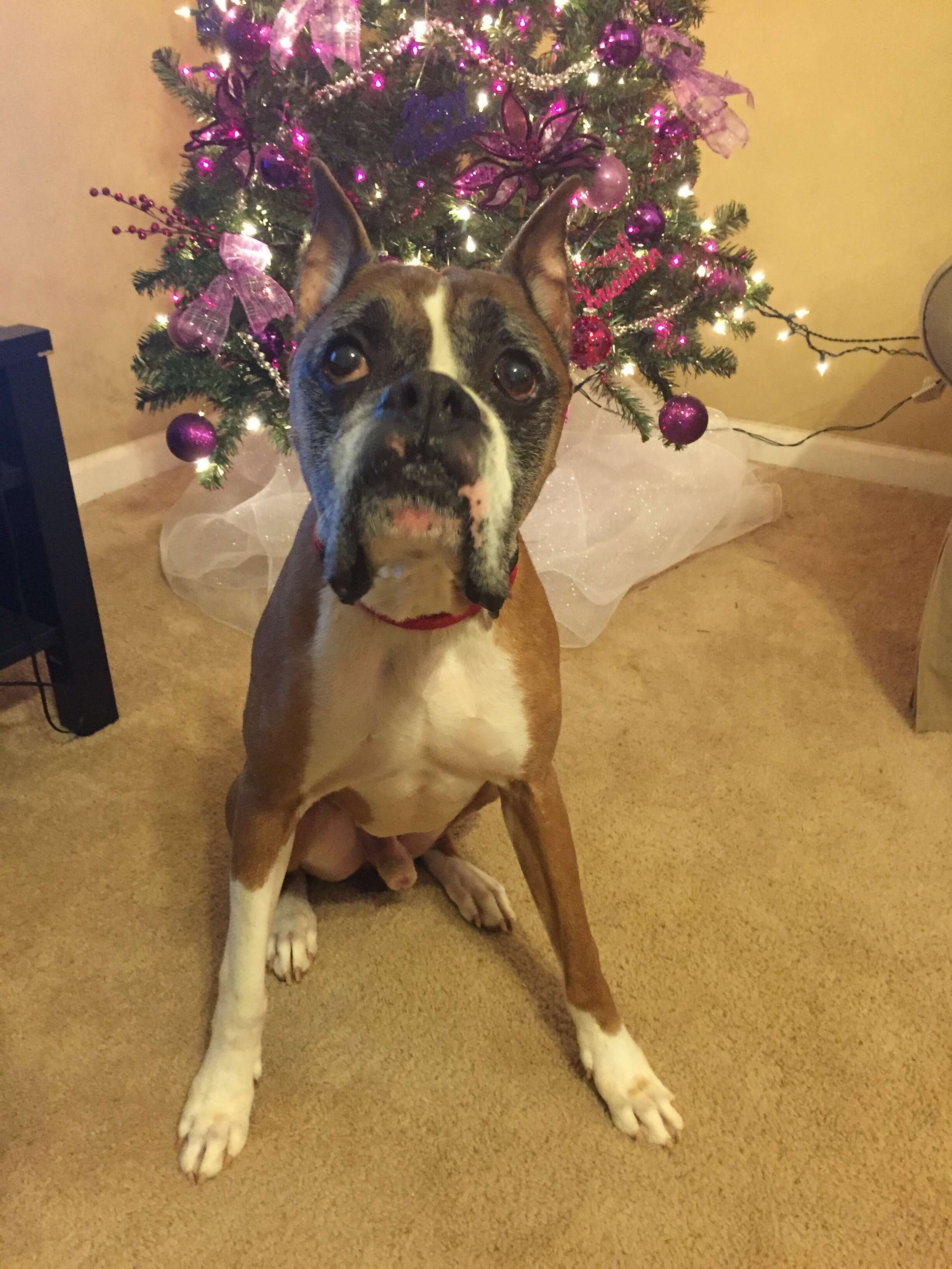 Boxer sitting in front of Christmas tree