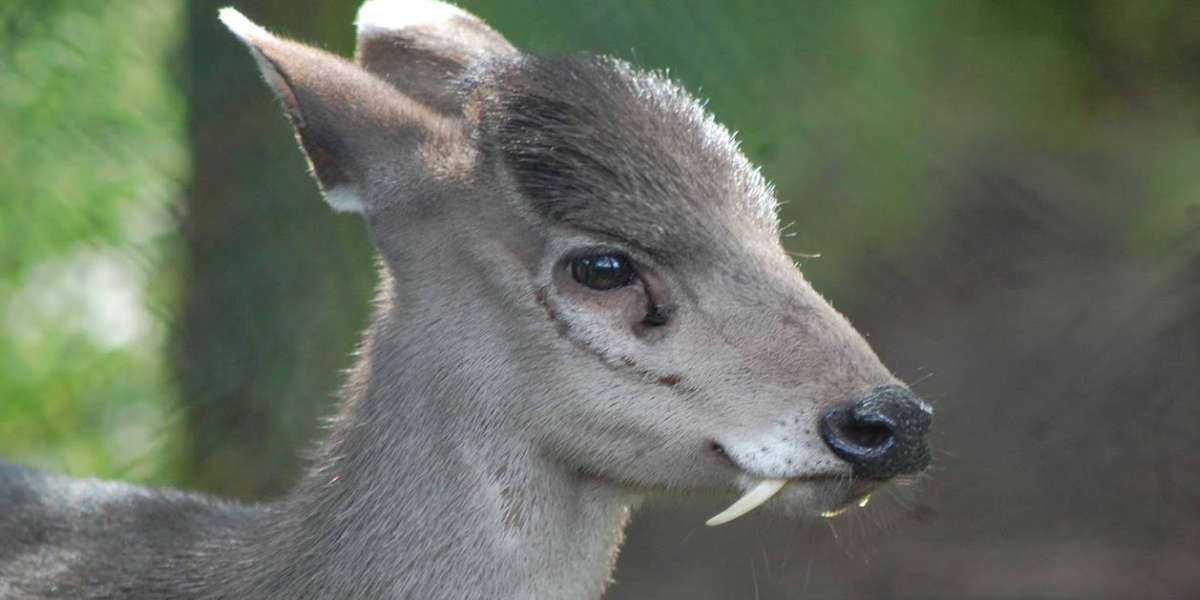 do deer have teeth