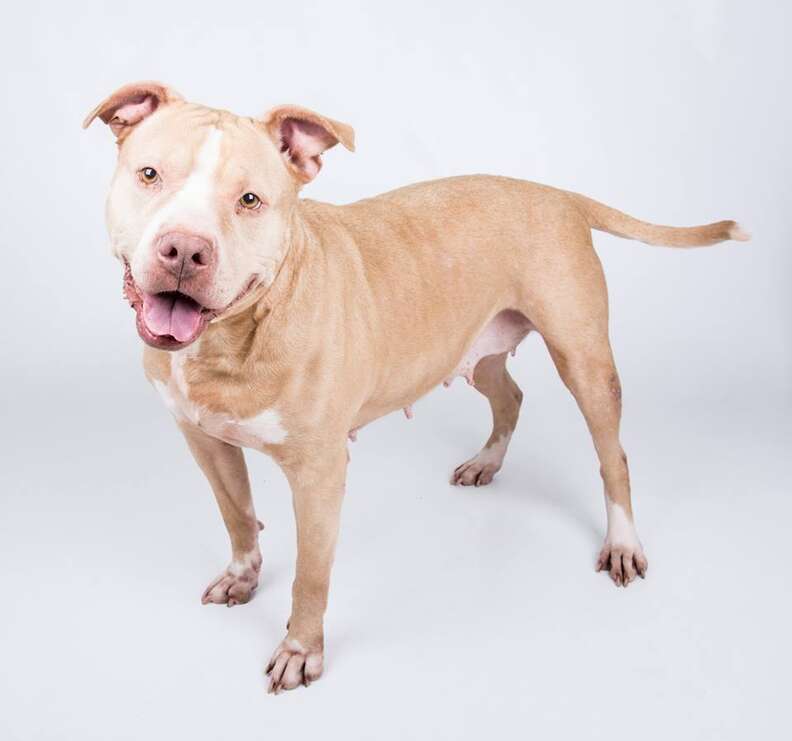 Sweetest Pit Bull Has Been In Shelter For 365 Days - The Dodo