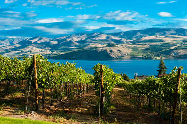 close up of vineyards lining the coast of lake chelan, washington