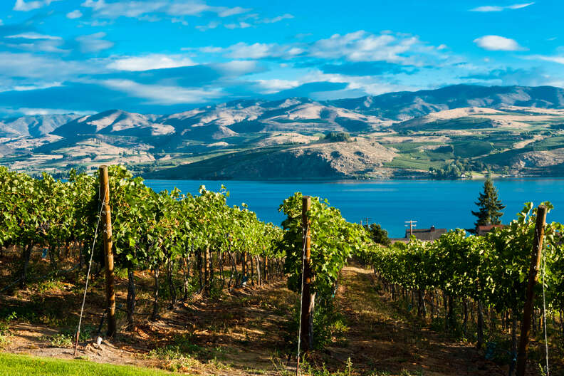 close up of vineyards lining the coast of lake chelan, washington