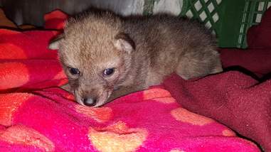 puppy coyote dog turns rescued mistaken baby