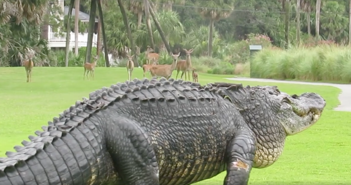 Watch Massive Alligator Wanders Onto South Carolina Golf Course