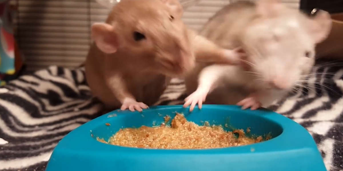 Rats Won't Stop Fighting For This Delicious Food Videos The Dodo