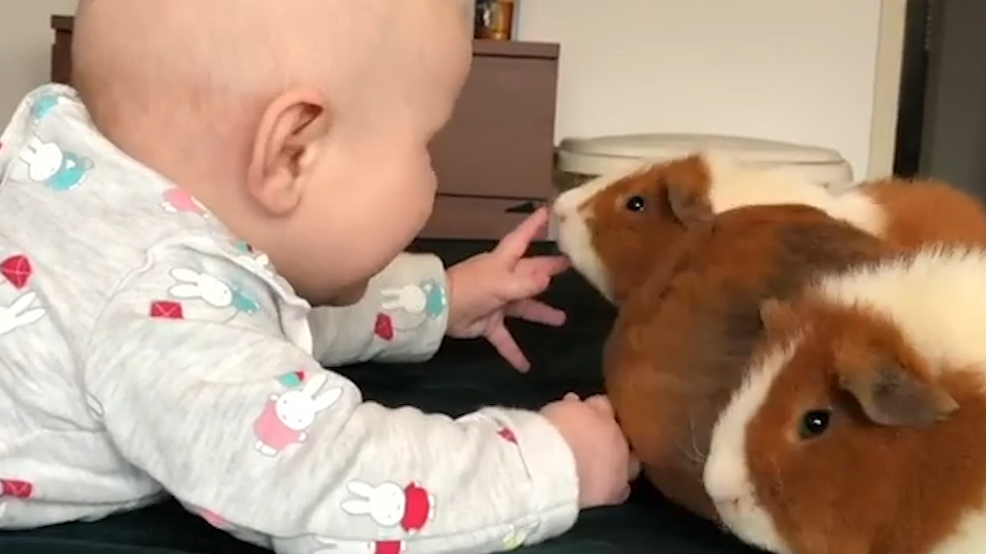 guinea pig toddlers