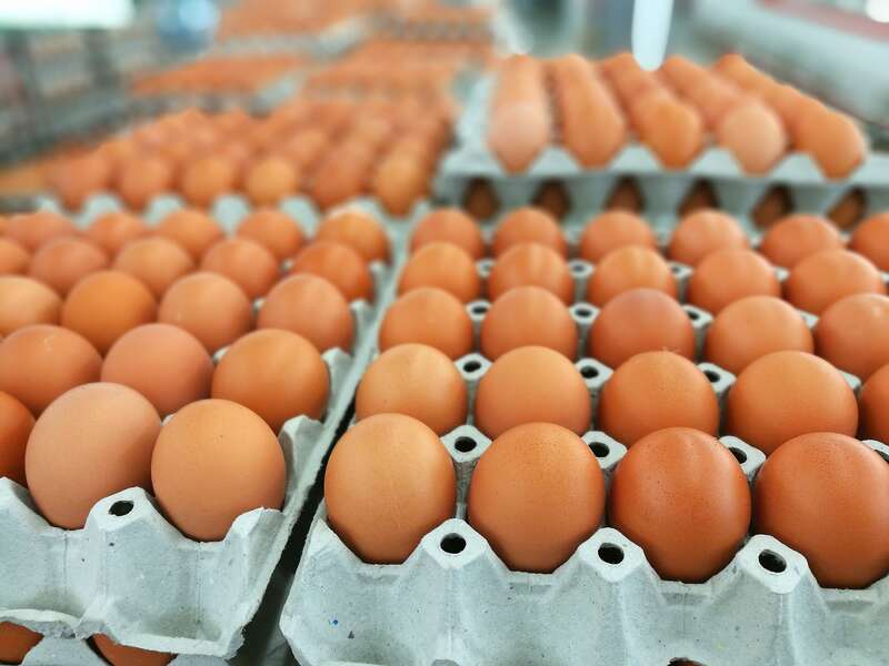 Salmonella Eggs Recall Outbreak Poisons 12 More In 5 States Thrillist