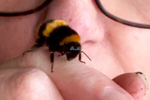 Woman Becomes Best Friends With A Bee She Rescued