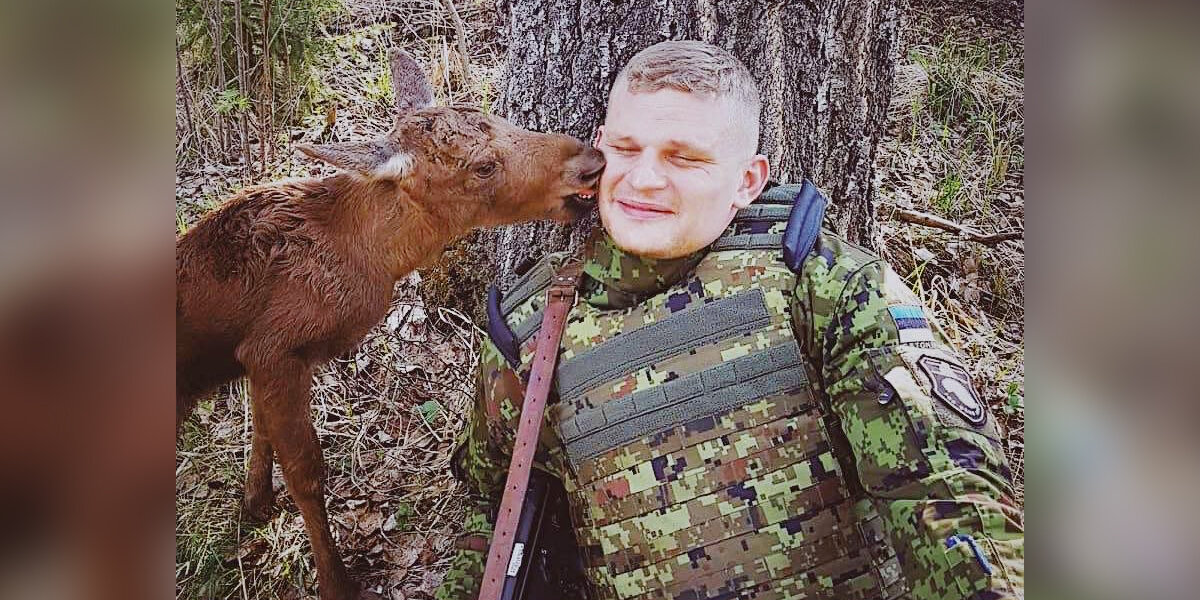 Soldier In Estonia Reunites Lost Moose Calf With His Mother - The Dodo