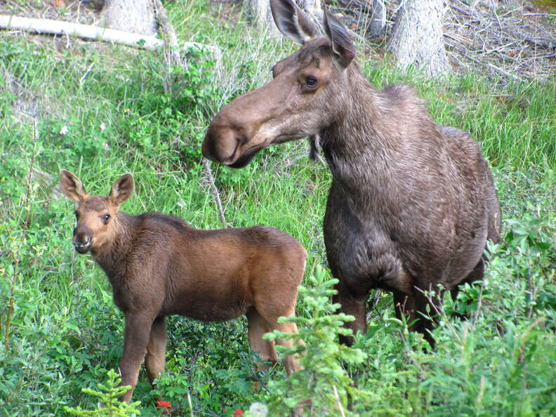 Soldier In Estonia Reunites Lost Moose Calf With His Mother - The Dodo