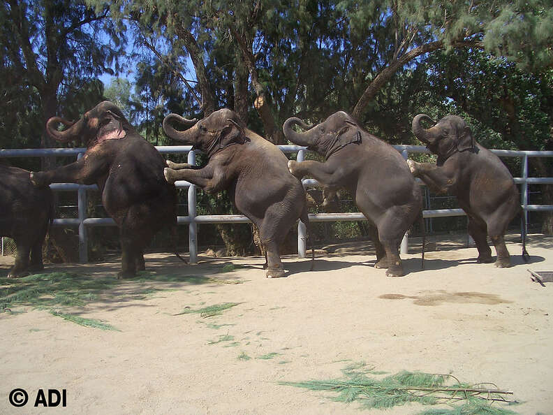 Elephants being trainer to perform