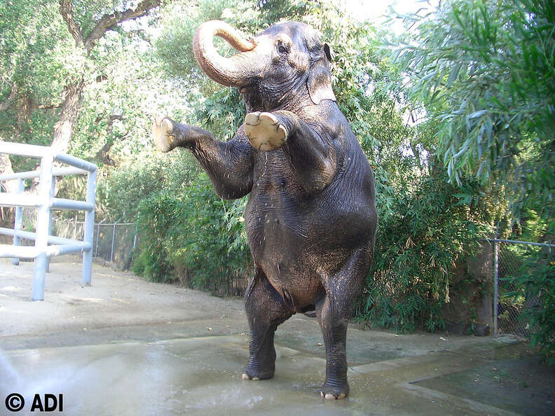 Elephant trained to stand on his hind legs