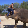 HTWT workers "training" an elephant