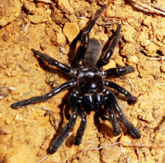 world oldest spider australia