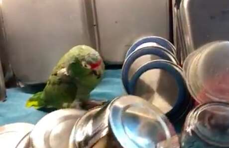 Sleepy senior rescue parrot asleep among the dishes