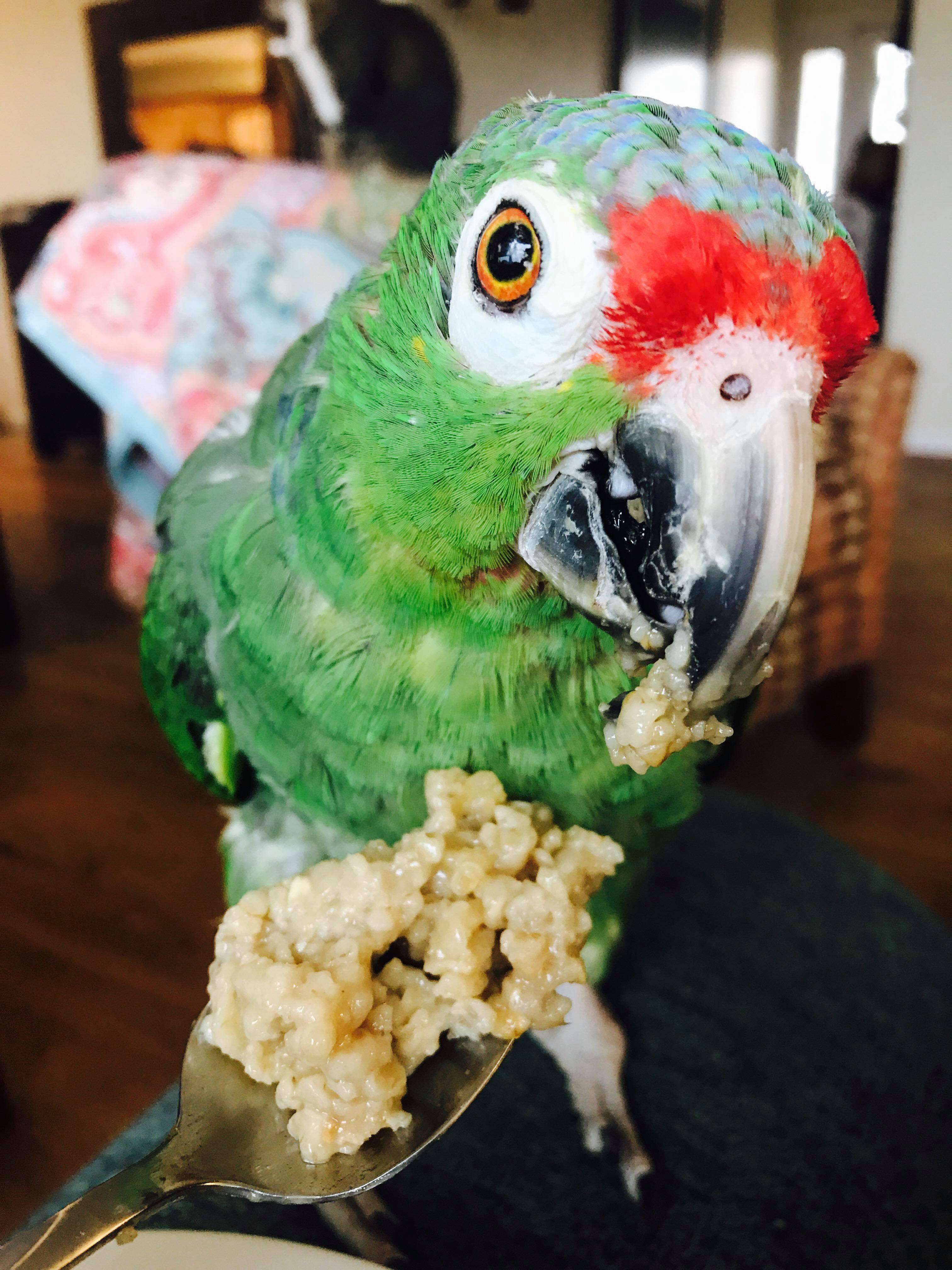Senior rescue parrot in Kansas eating from a spoon