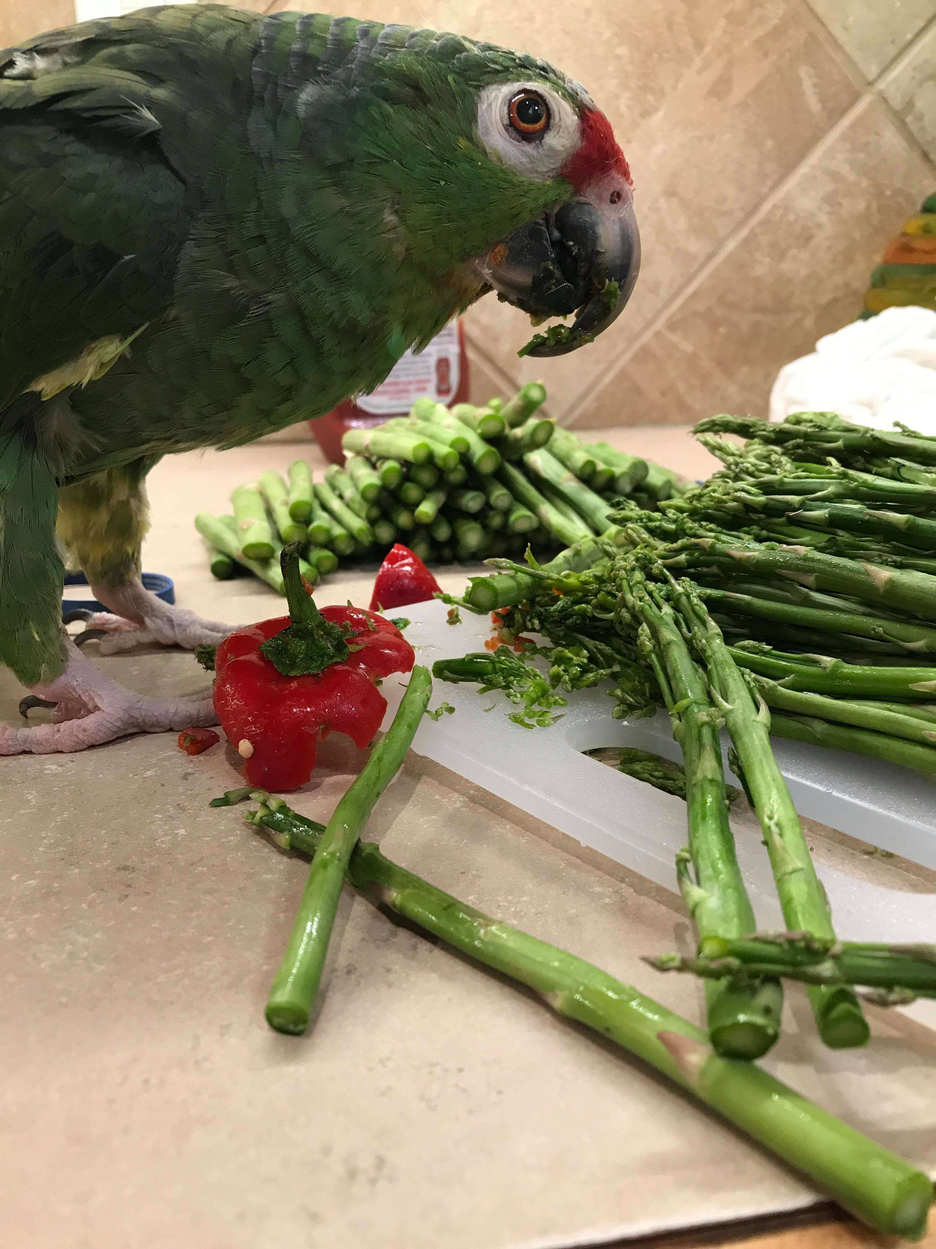 Senior rescue parrot with asparagus